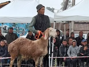 В Бишкеке состоялась выставка овец породы «Арашан»
