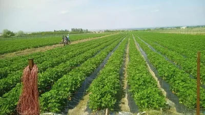Прогноз погоды по Кыргызстану на неделю — с 22 по 28 июня