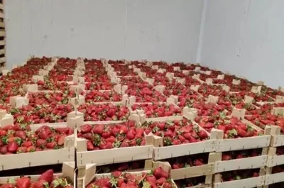 Berry supplies from Kyrgyzstan to Russia’s Kirov Oblast nearly double