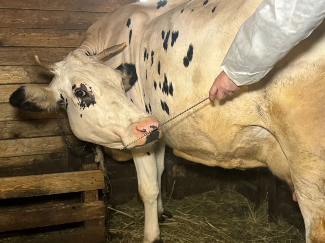 Увеличить долю породного скота намерены в КР за счет искусственного осеменения