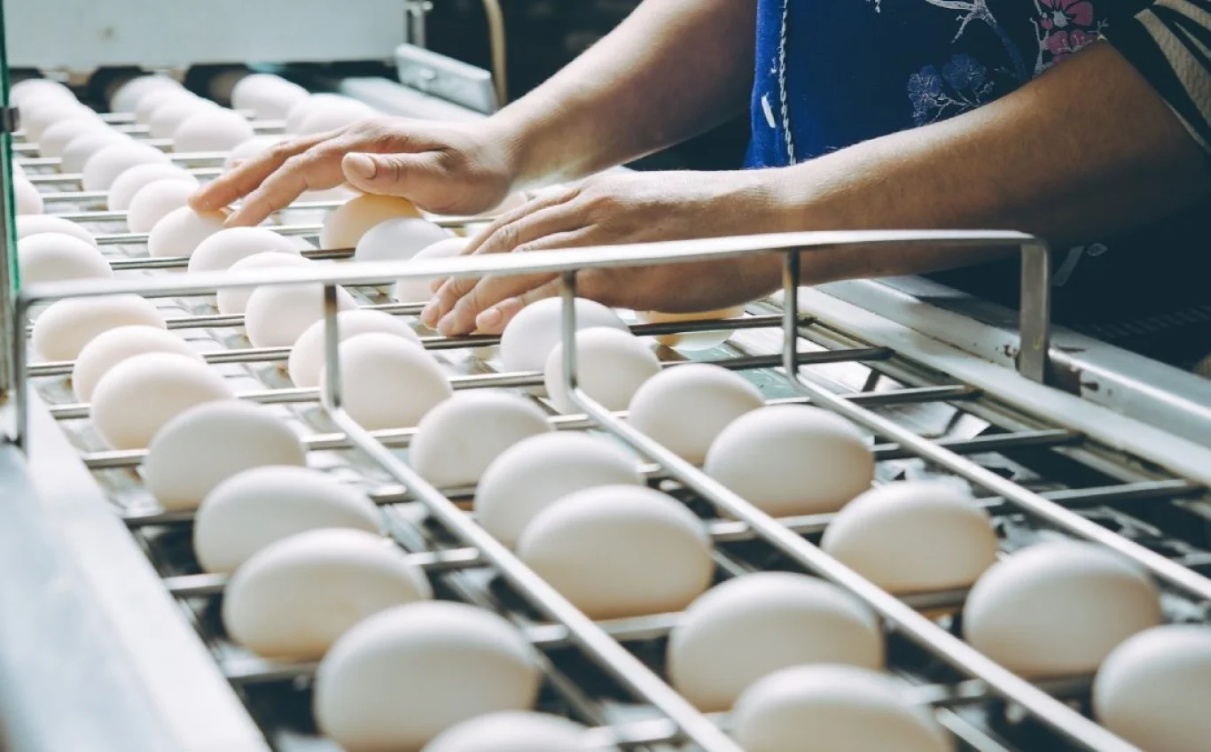 Turkmenistan’s Lebap region sees boost in poultry sector performance