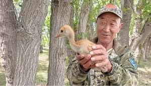 На восточном берегу Иссык-Куля впервые свил гнездо серый журавль (фото)