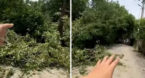Жители Бишкека возмущены вырубкой деревьев в 8-м микрорайоне (видео)