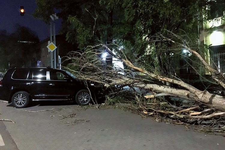 Повалено 37 деревьев — в МЧС рассказали о последствиях сильного ветра в Бишкеке