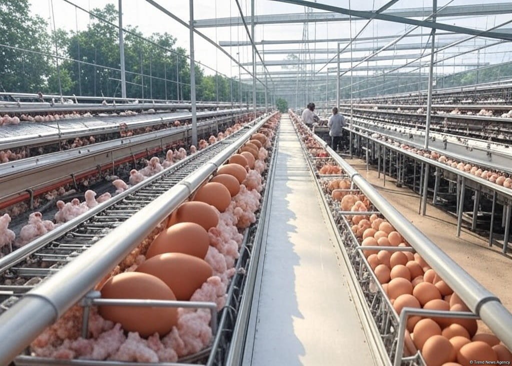 Для увеличения производства яиц и мяса птицы в Азербайджане будут применены новые механизмы субсидирования