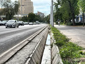 Горожане жалуются на гибель недавно высаженных деревьев на Моссовете (видео)