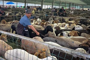 Ночь, кровь и километровые пробки. Как Бишкек встречал Курман айт