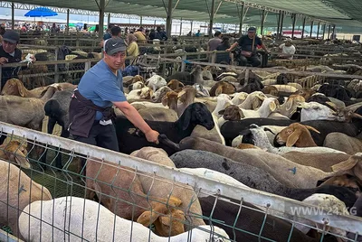 Ночь, кровь и километровые пробки. Как Бишкек встречал Курман айт