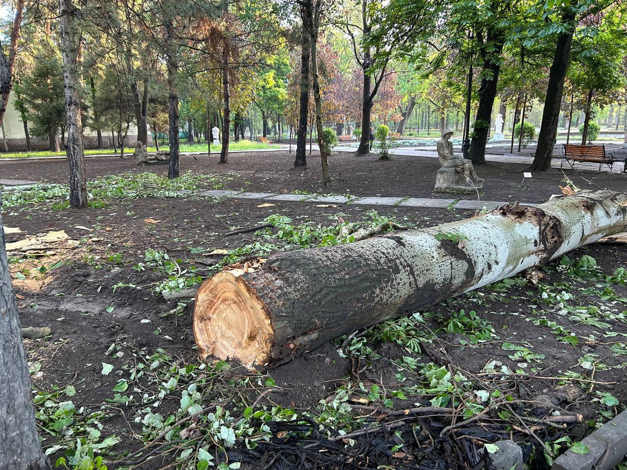 Реконструкция Дубового парка в Бишкеке началась с вырубки деревьев