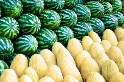 Safety of watermelons and melons monitored at markets in Kyrgyzstan