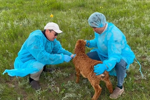 Минсельхоз предлагает снять мораторий на проверки объектов животноводства из-за рисков для здоровья населения