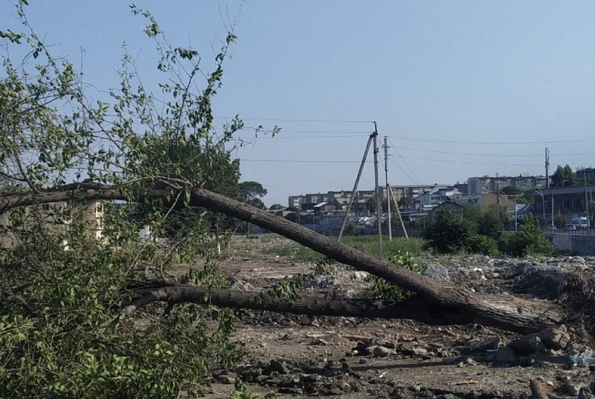 Где логика? В городе Ош спилили здоровые деревья ради нового парка