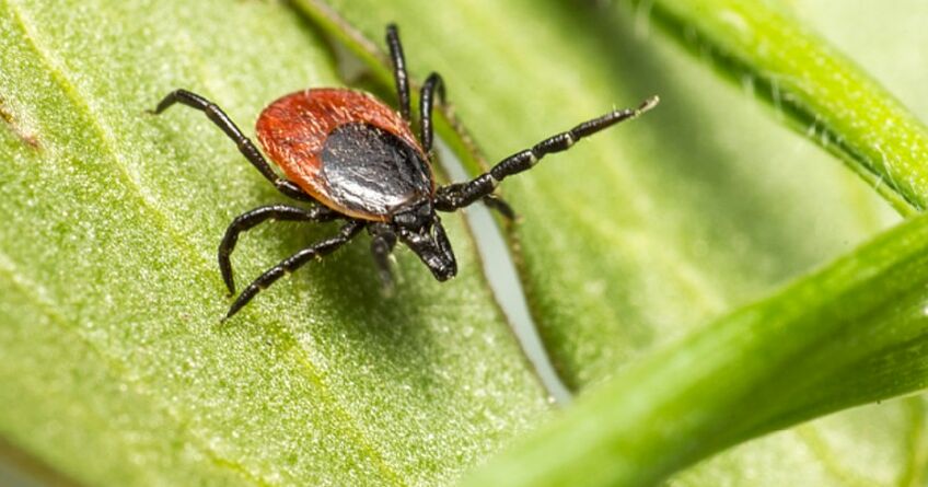128 people suffer from tick bites in Bishkek