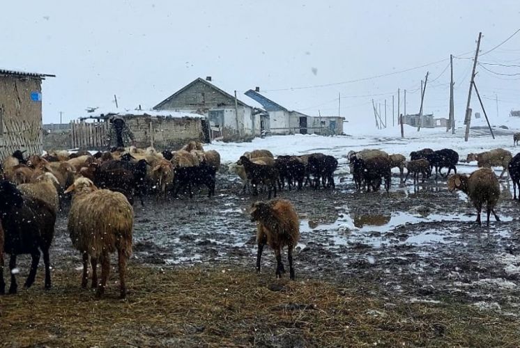 Snowfall in Naryn and Issyk-Kul regions leads to livestock losses