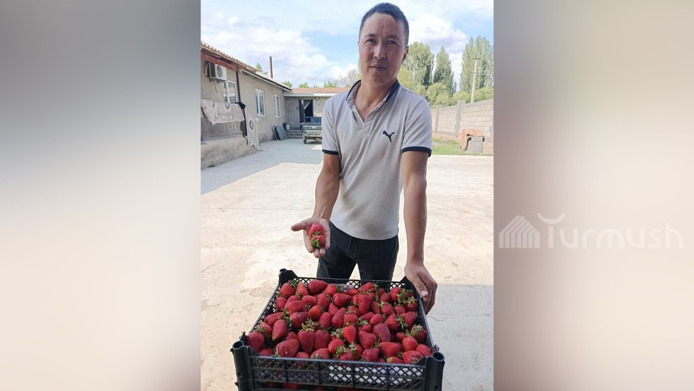 Жизнь в регионах: Эржан Батырбеков из Таласа нацелен заработать 1 млн сомов на выращивании ягоды