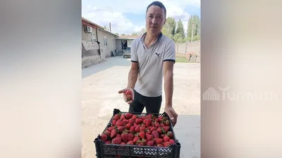 Жизнь в регионах: Эржан Батырбеков из Таласа нацелен заработать 1 млн сомов на выращивании ягоды