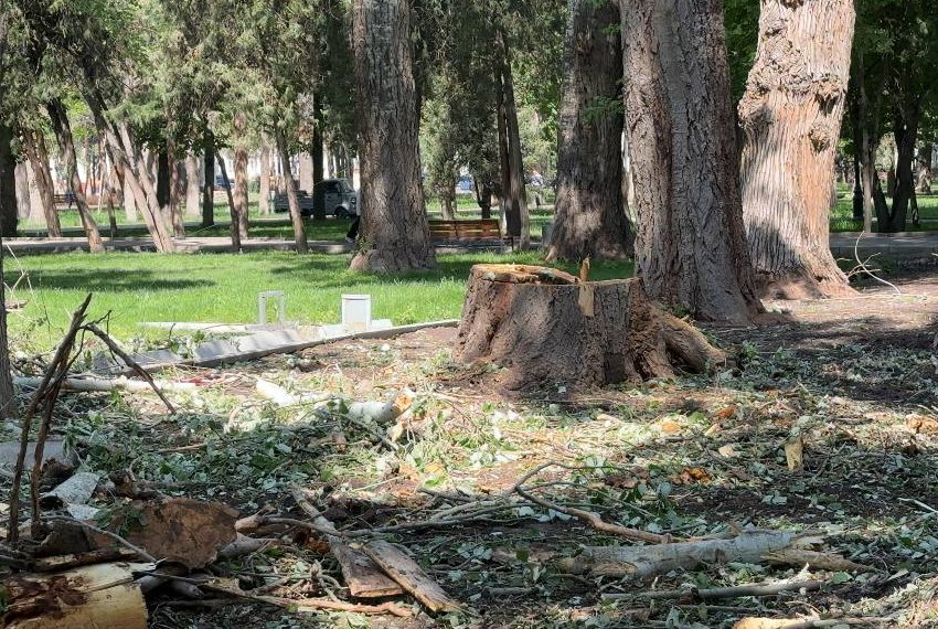 Вырубка в Дубовом парке: что происходит с зеленым сердцем города