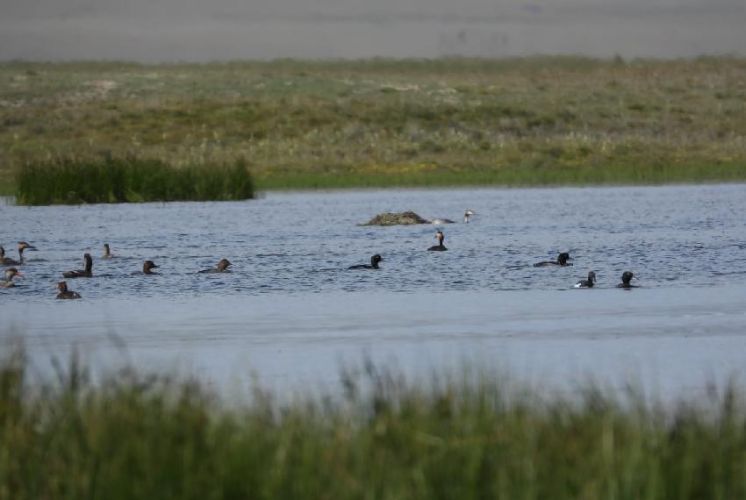 Son-Kul and Chatyr-Kul under observation as camera traps record rare birds