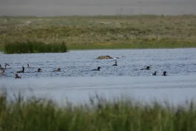 Son-Kul and Chatyr-Kul under observation as camera traps record rare birds