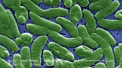 В Испании закрывают пляжи из-за плотоядной бактерии Vibrio