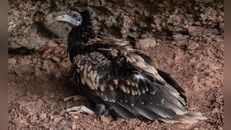 Satellite tracking maps full migration route of young Egyptian vulture back to Kyrgyzstan