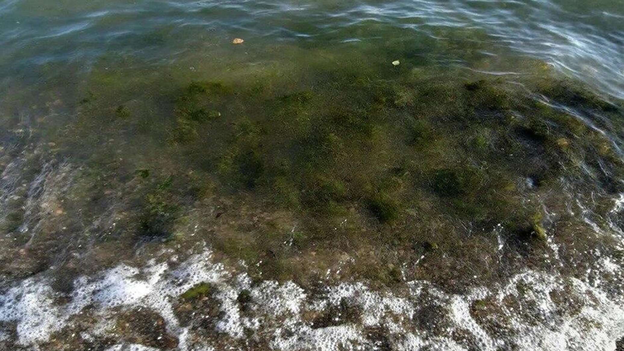 На берегу Иссык-Куля активно разрастаются водоросли — эксперт бьет тревогу