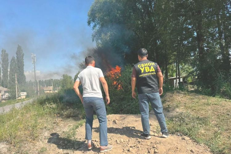 Over 2 tons of hemp destroyed in Osh region in five days