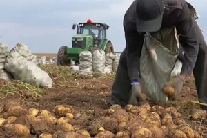 Кыргызстан вдвое сократил импорт картофеля из Китая в январе-мае