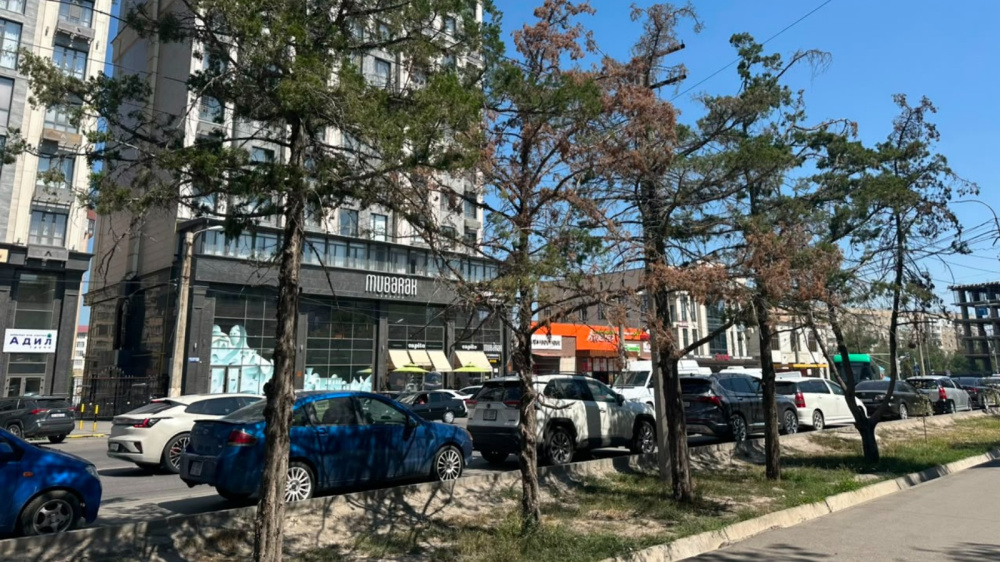 "Деревья высыхают, а в арыках нет воды". Жители Сухэ-Батора жалуются на отсутствие полива