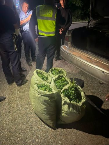 Five bags of marijuana found in car trunk