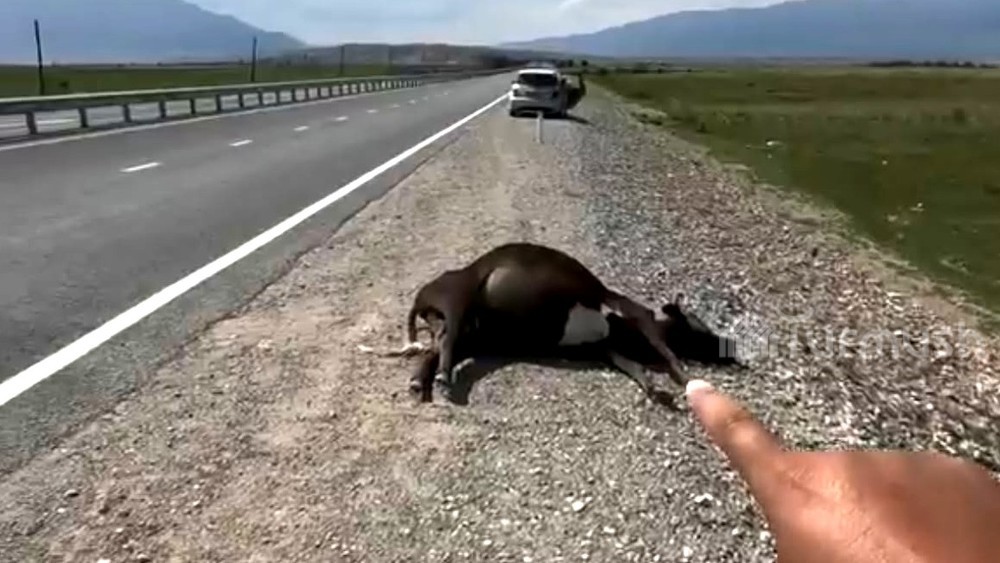 В Балыкчы машина сбила корову