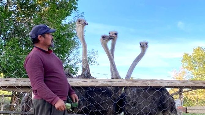 Жизнь в регионах: Страусиный чучук в Нарыне: Болотбек Тынаев разводит африканских гигантов в 40-градусный мороз