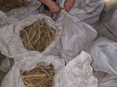В КР намерены ввести наказание за незаконный оборот редких растений и животных