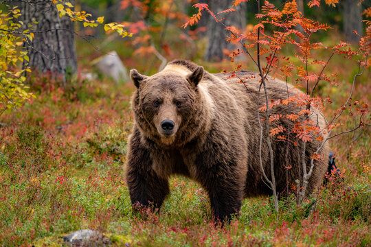 Natural Resources Ministry reveals fines for shooting of endangered animals