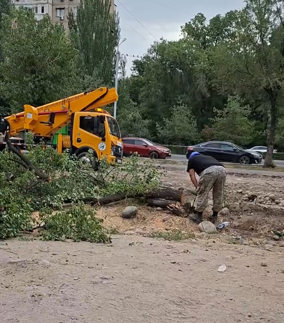 В восьмом микрорайоне Бишкека пилят зеленые деревья