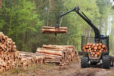 Новгородская область РФ экспортировала 153,5 тыс. кубометров лесопродукции в 20 стран, включая Кыргызстан