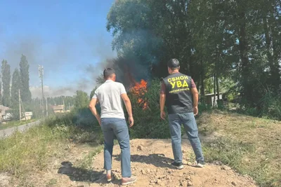 За пять дней в Ошской области уничтожили более 2 тонн конопли
