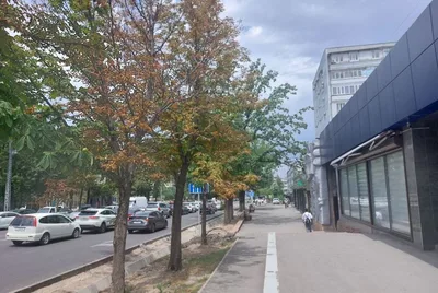 В Бишкеке на пересечении улиц Байтик Баатыра и Московской сохнут конские каштаны