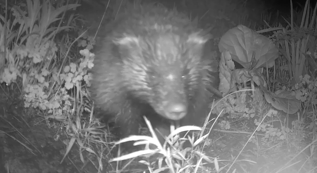 Система экомониторинга «Альянс Алтын» сняла фауну высокогорного Джеруя