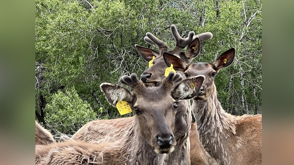 В Чаткале впервые срезали рога у оленей и маралов: килограмм оценивается в $100