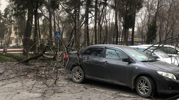 В ближайший час и днем в Бишкеке и Чуйской области ожидается сильный ветер