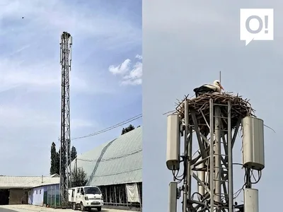 Символ благополучия: на базовой станции О! снова поселились аисты