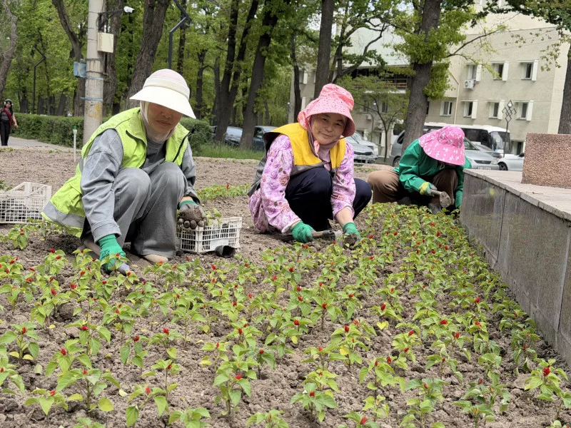 В Бишкеке стартовала высадка 2 миллионов однолетних цветов