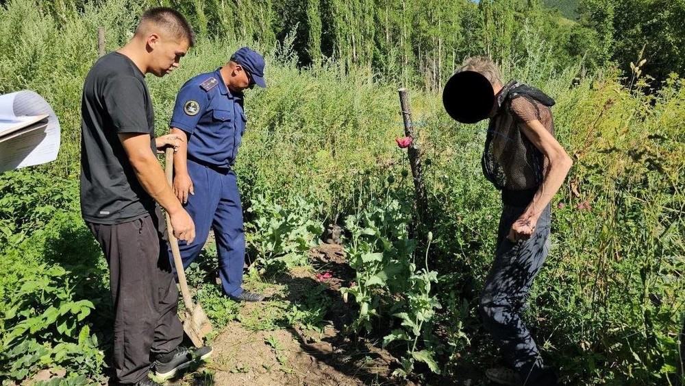 В Токтогуле задержали мужчину, вырастившего 54 куста опийного мака