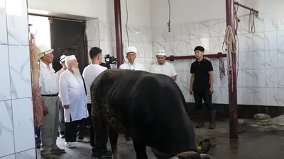 От бедствий решили защититься жертвоприношением — муфтият провел обряд