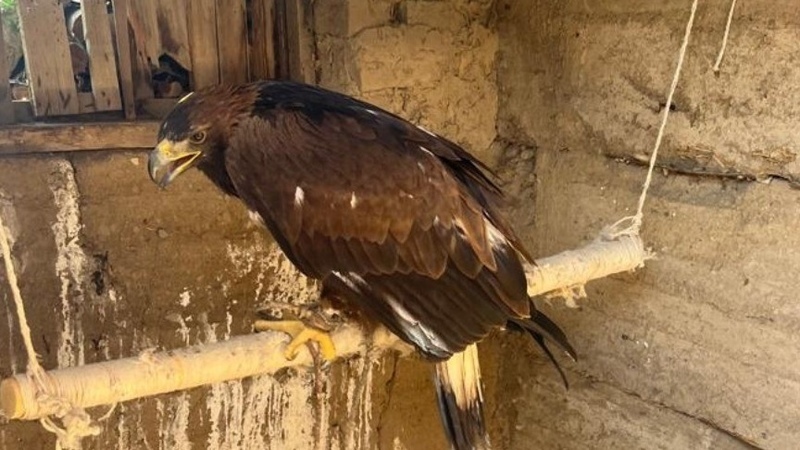The ancient art of eagle attraction: How Kyrgyz hunters observe the golden eagle in Issyk-Kul