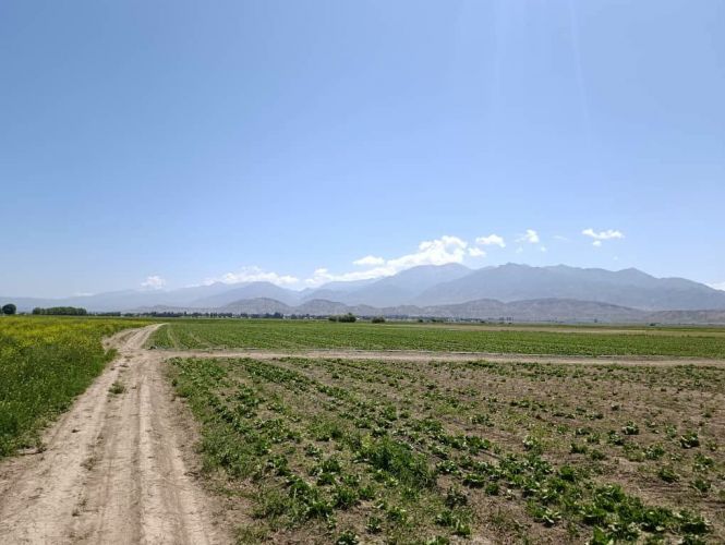 Iceberg lettuce grown in Kochkor district for export