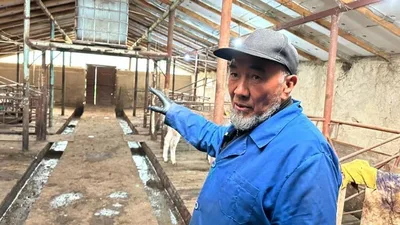 Жизнь в регионах: Бывший шахтёр из Ак-Суу разводит арашанских овец и делает ставку на строящийся курорт