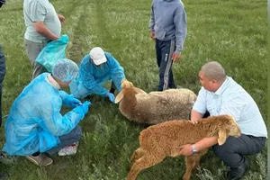 В Суусамыре проверили животных: эпизоотическая ситуация стабильна, - Минсельхоз