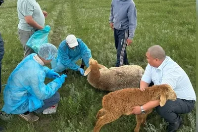 В Суусамыре проверили животных: эпизоотическая ситуация стабильна, - Минсельхоз